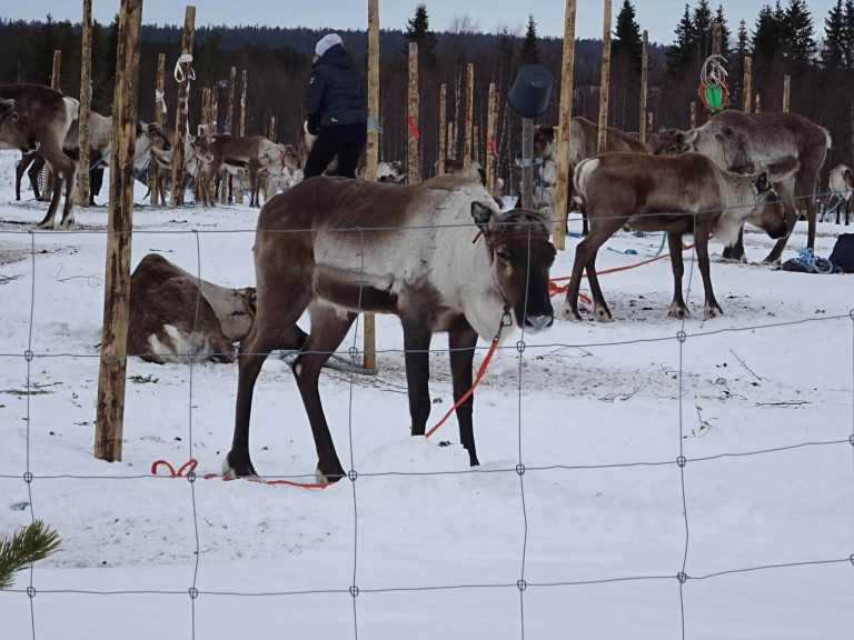 porocup rentierrennen ylläs lapland finland finnomenal