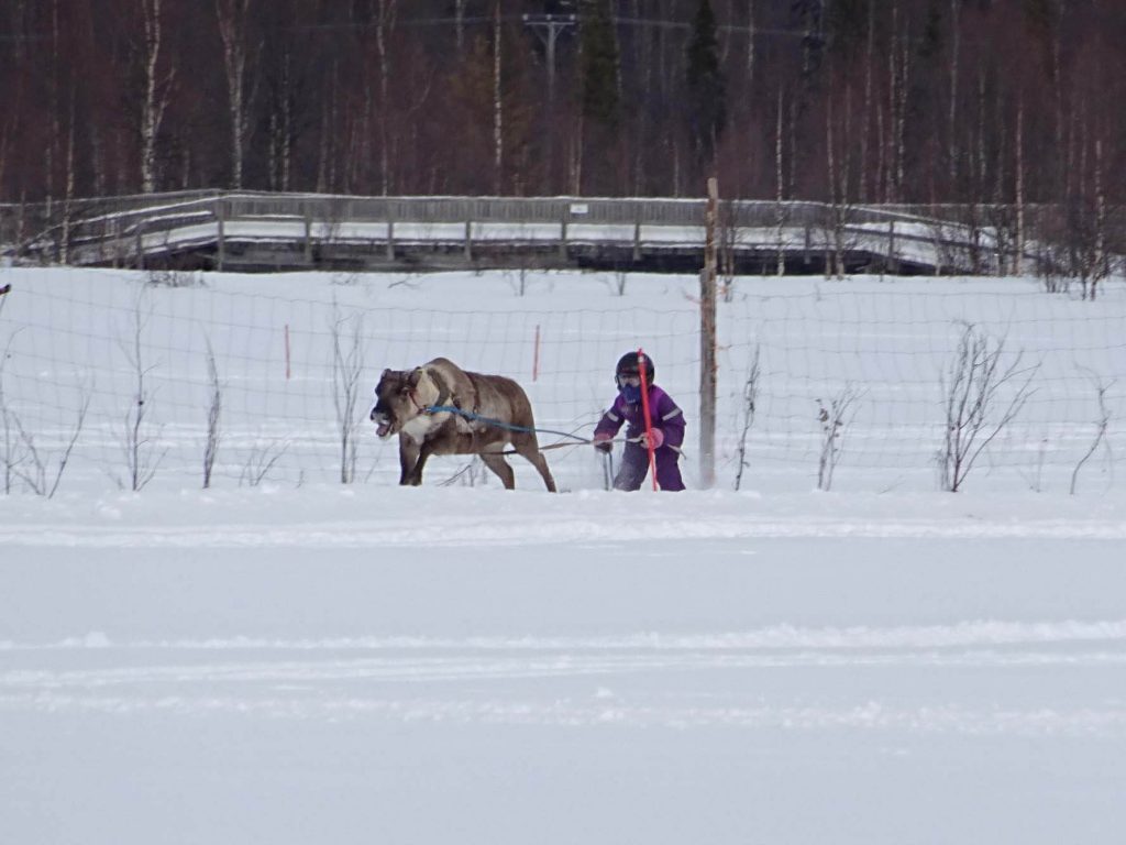 porocup rentierrennen ylläs finland lapland finnomenal