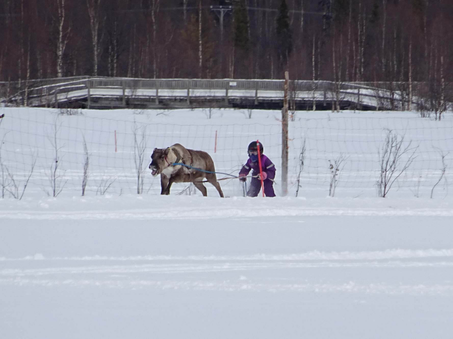 porocup rentierrennen ylläs finland lapland finnomenal