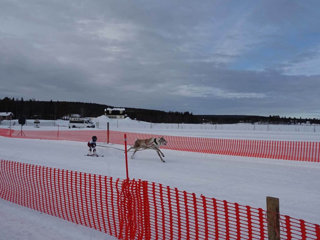 rentierrennen porocup ylläs finland lapland finnomenal
