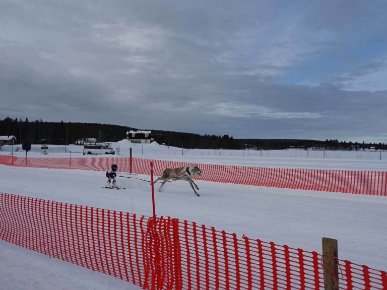 rentierrennen porocup ylläs finland lapland finnomenal
