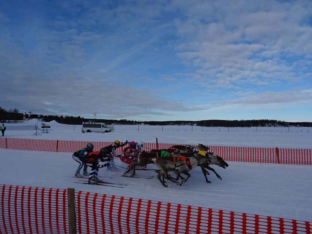 rentierrennen porocup ylläs lapland finland finnomenal