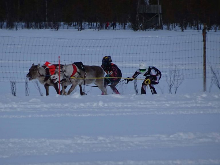porocup rentierrennen ylläs lapland finland finnomenal