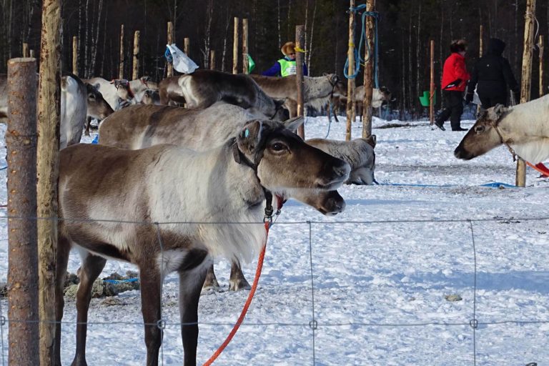 porocup rentierrennen ylläs lapland finland finnomenal