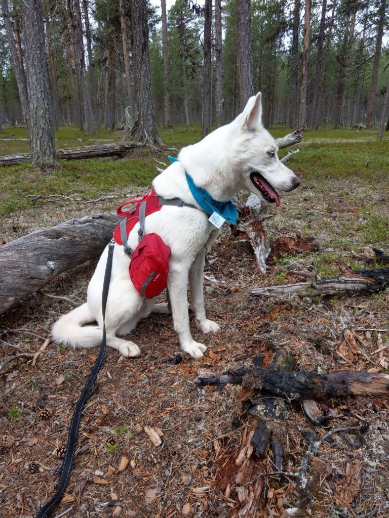 Hippu beim Wandern