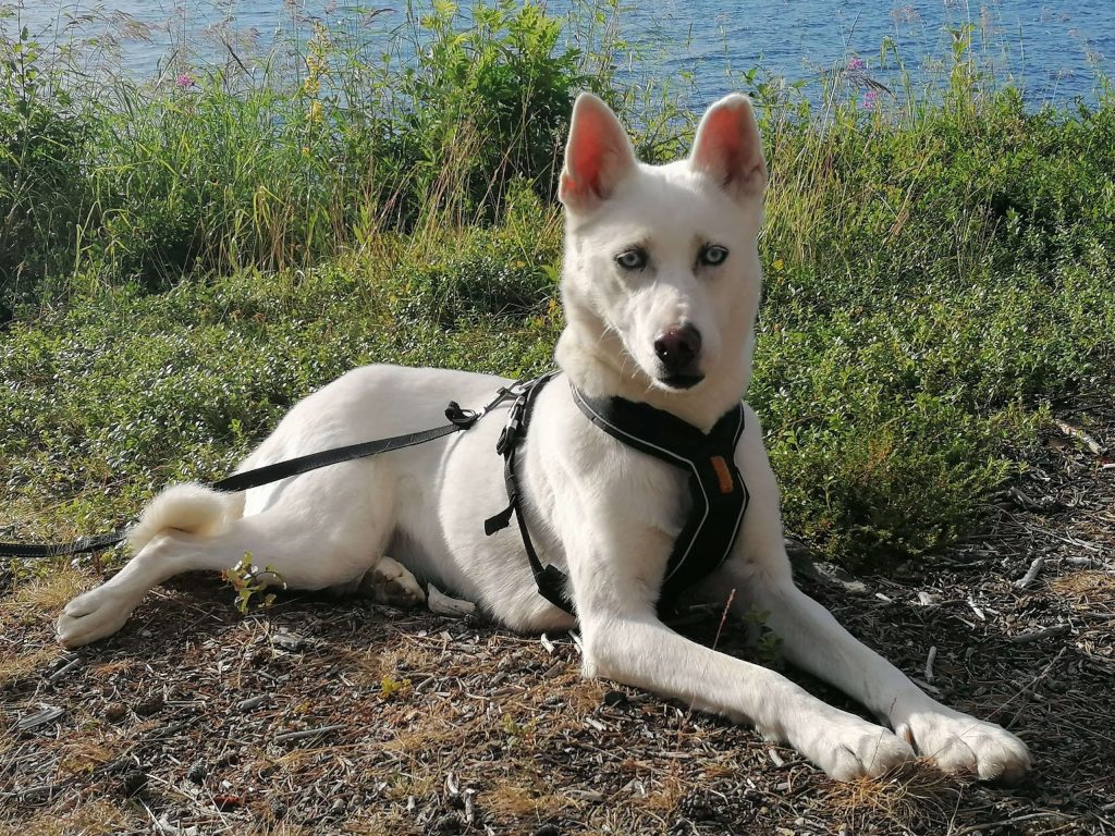 Sibirischer Husky finnomenal Lappland Finnland