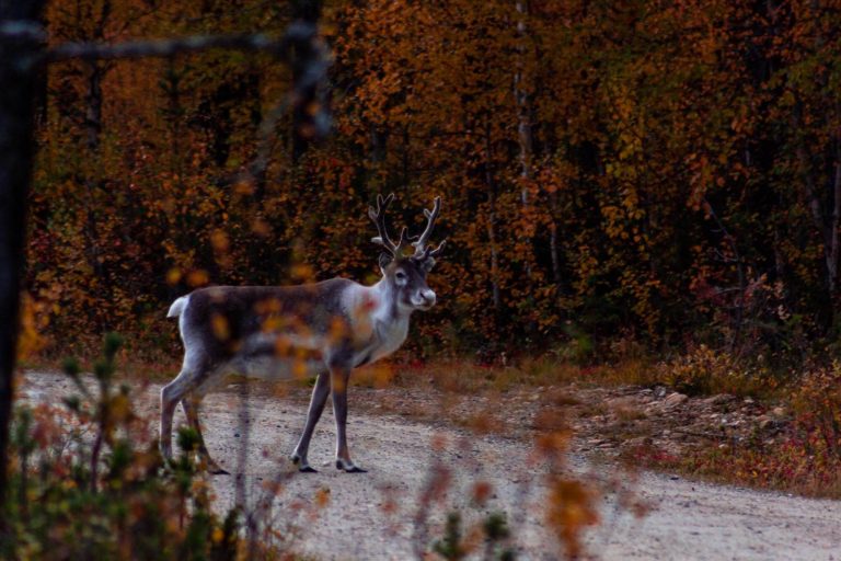 Rentiere reindeer herbst autumn lapland finland finnomenal Herbstlicht und Ruhe in Lappland