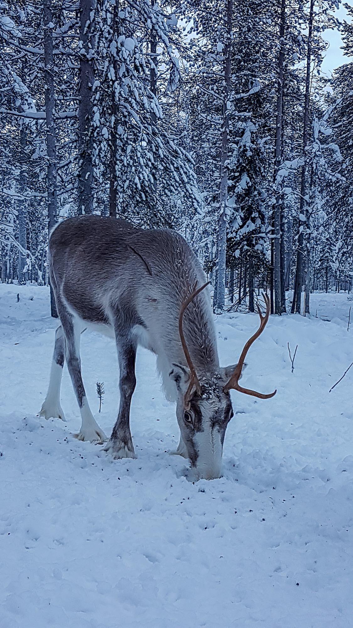online experiences rentiere lappland finnomenal