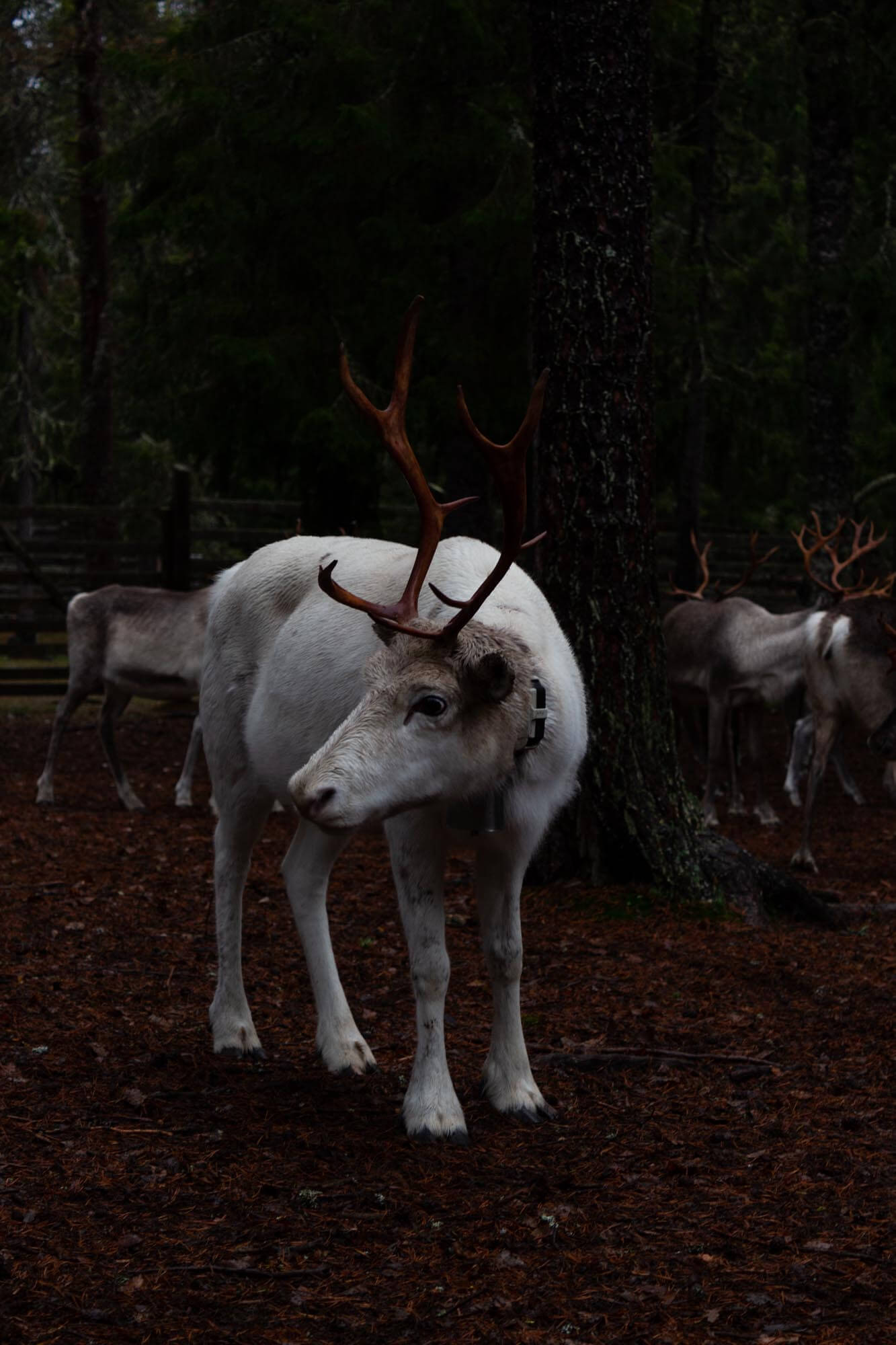 Rentiere reindeer lapland finland finnomenal