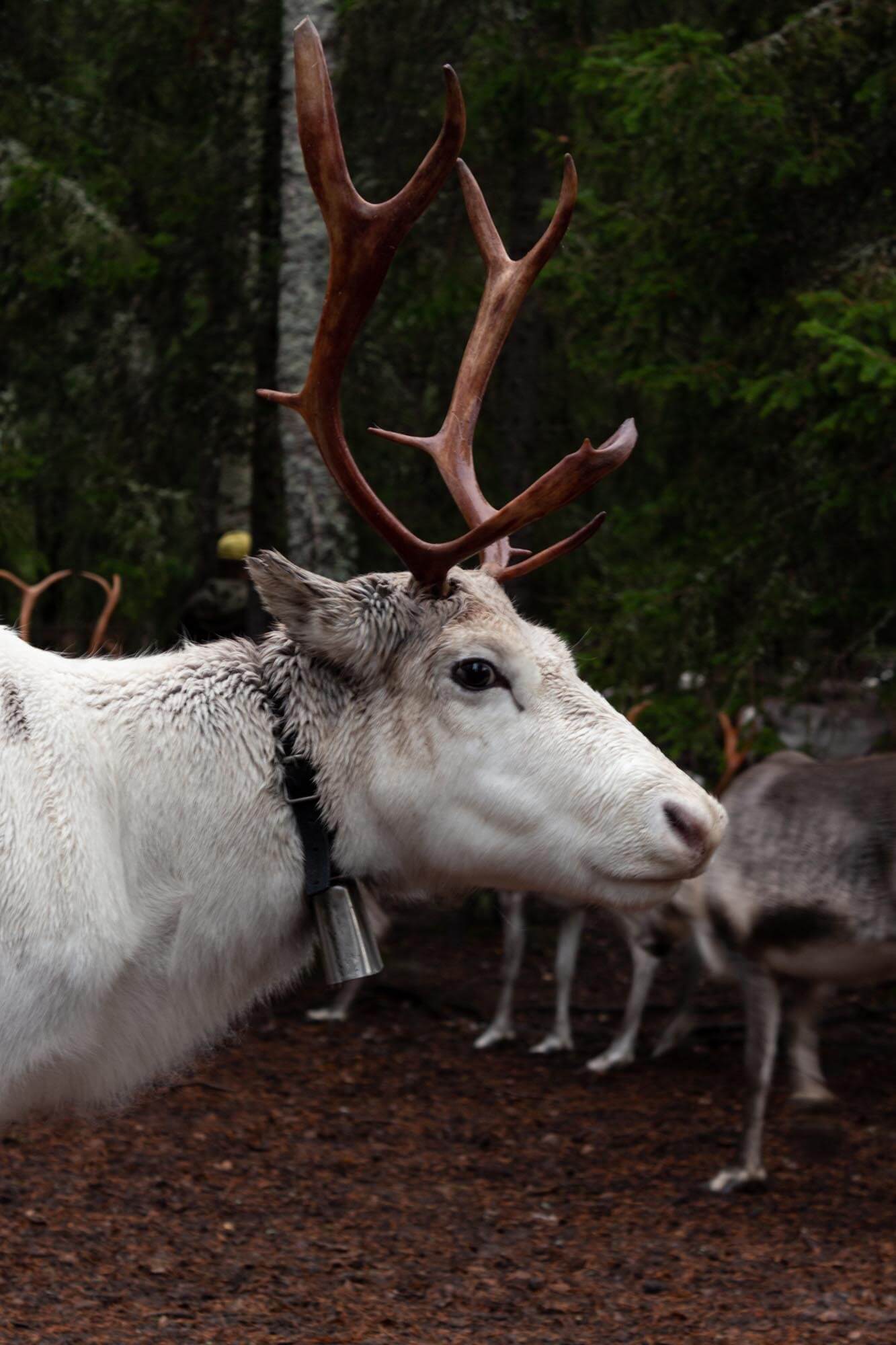 Rentiere reindeer lapland finland finnomenal