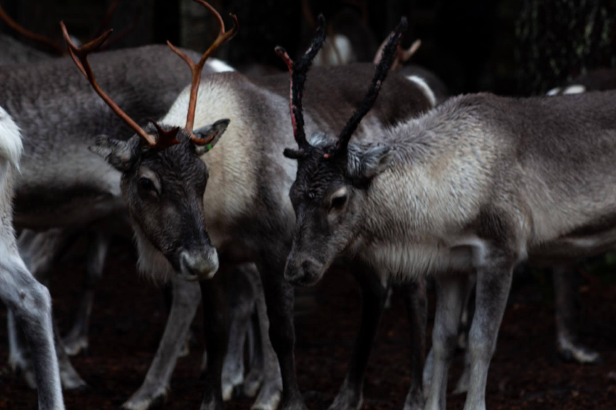 Rentiere reindeer lapland finland finnomenal