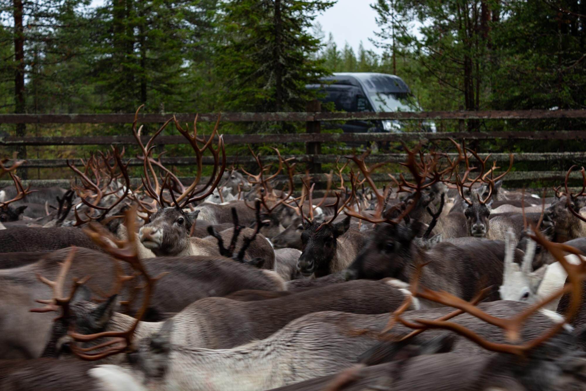 Rentiere reindeer lapland finland finnomenal