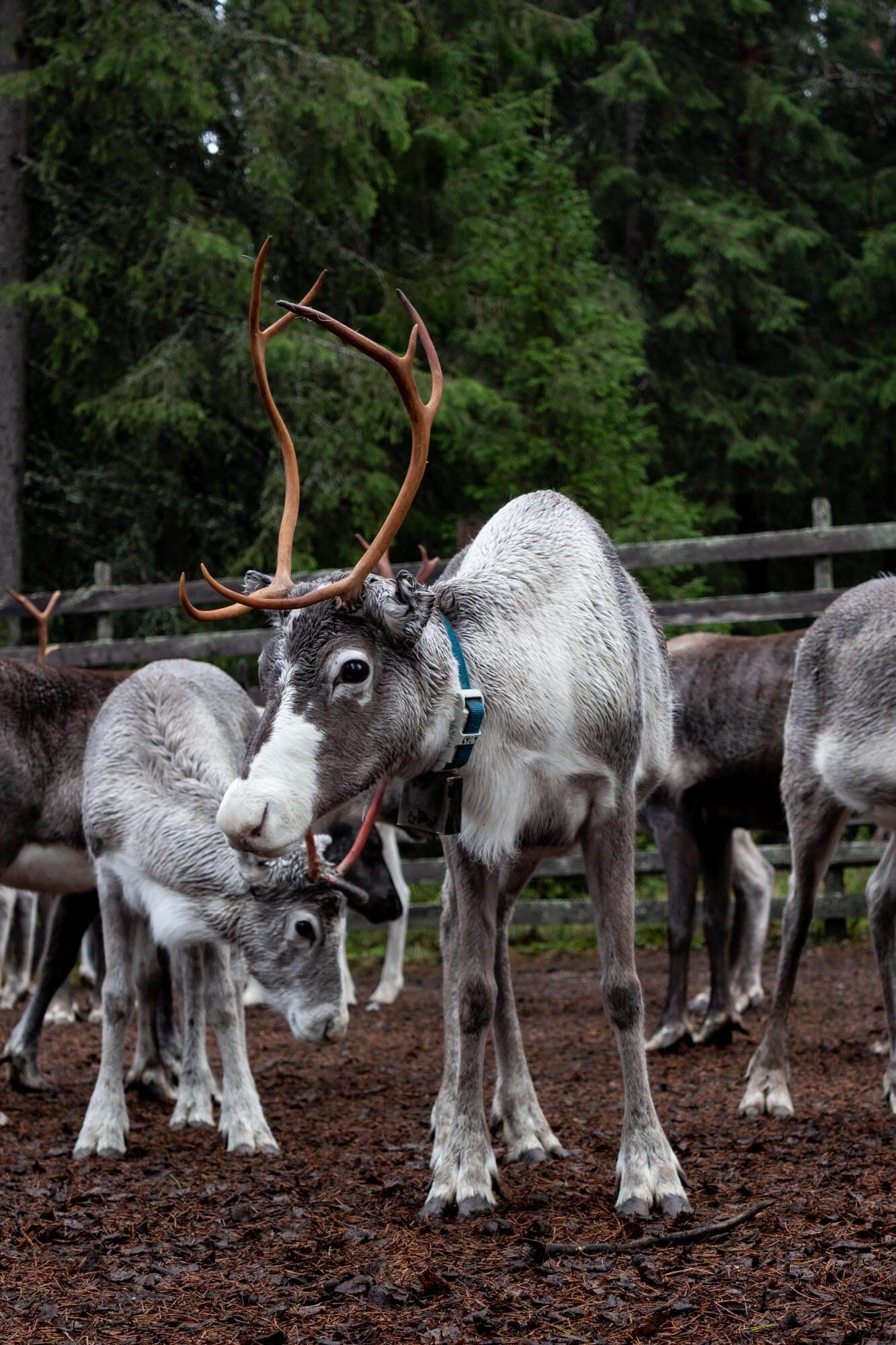 Rentiere reindeer lapland finland finnomenal