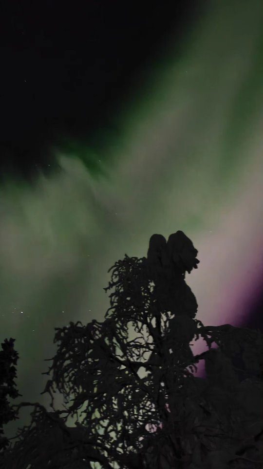 In Lapland, nature has its own way of spreading happiness 💚🩷

#northernlights #auroraborealis #lapland #finland #finnomenal