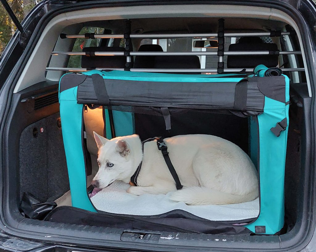 Hund auf Reise im Auto