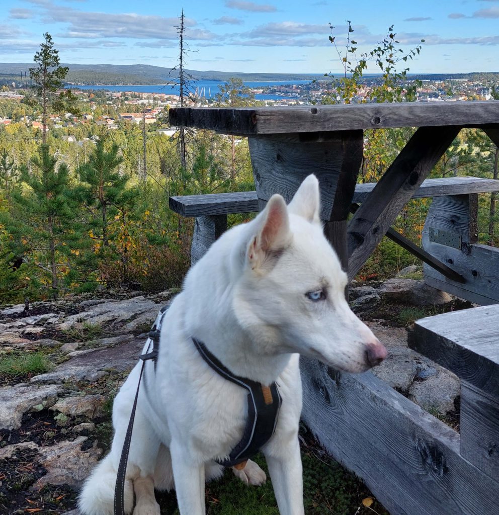 Hund in Schweden