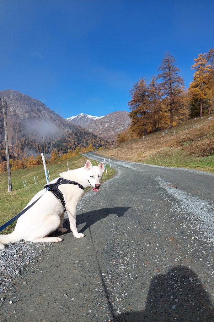 Hippu in der Schweiz