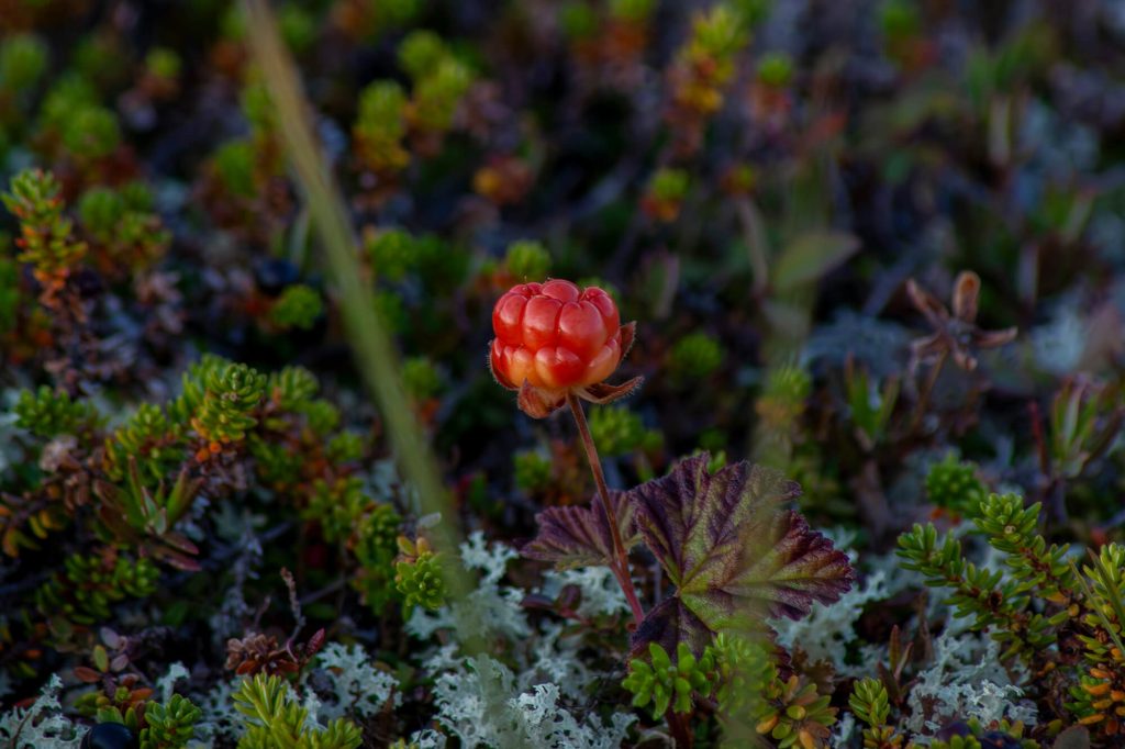 Moltebeeren by Jayde Keroi Unsplash