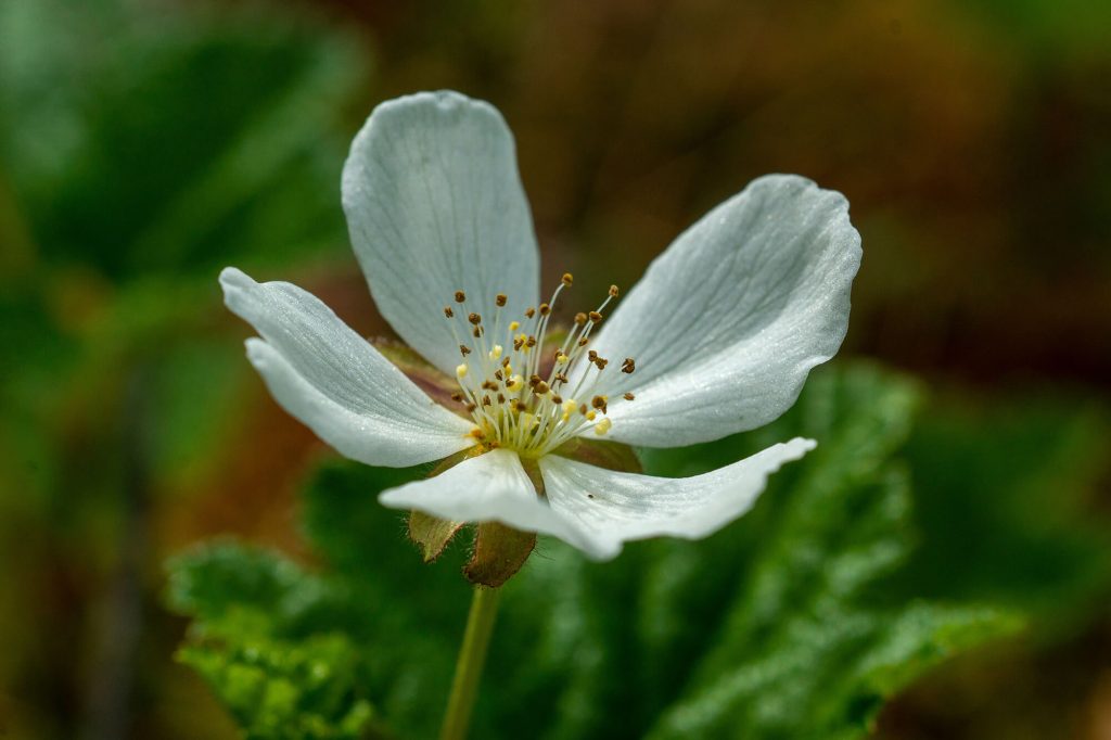 Moltebeerenblüte by Vladimir Vishnyakov Unsplash