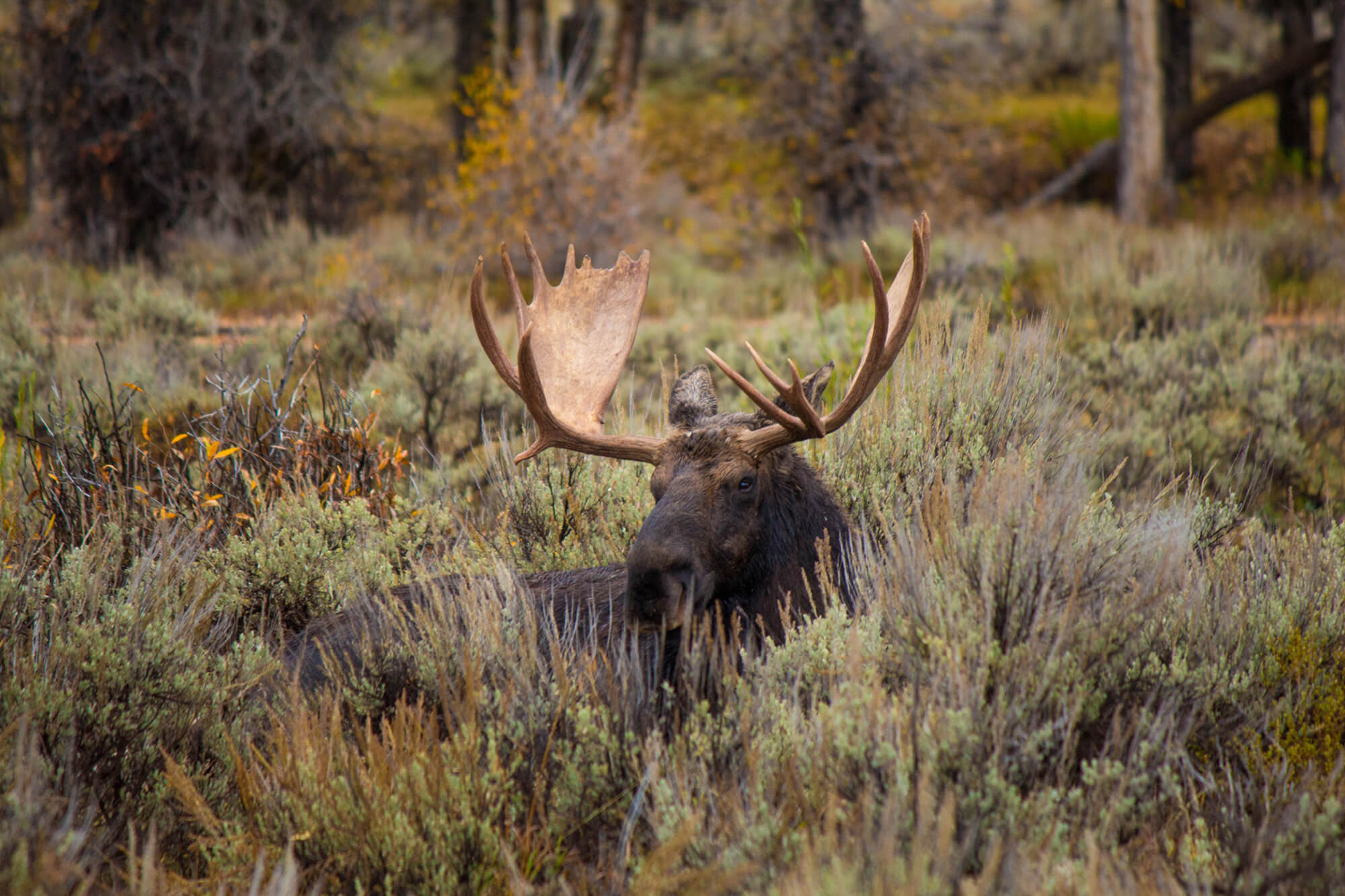 Wilde Tiere Elch by Aleesha Wood