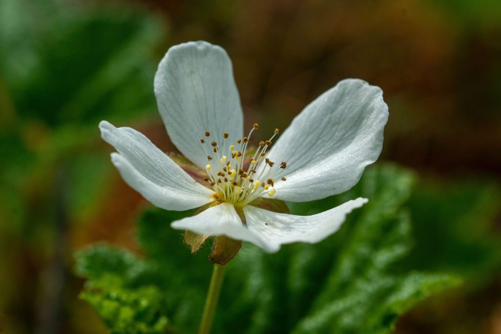 Moltebeeren Blume