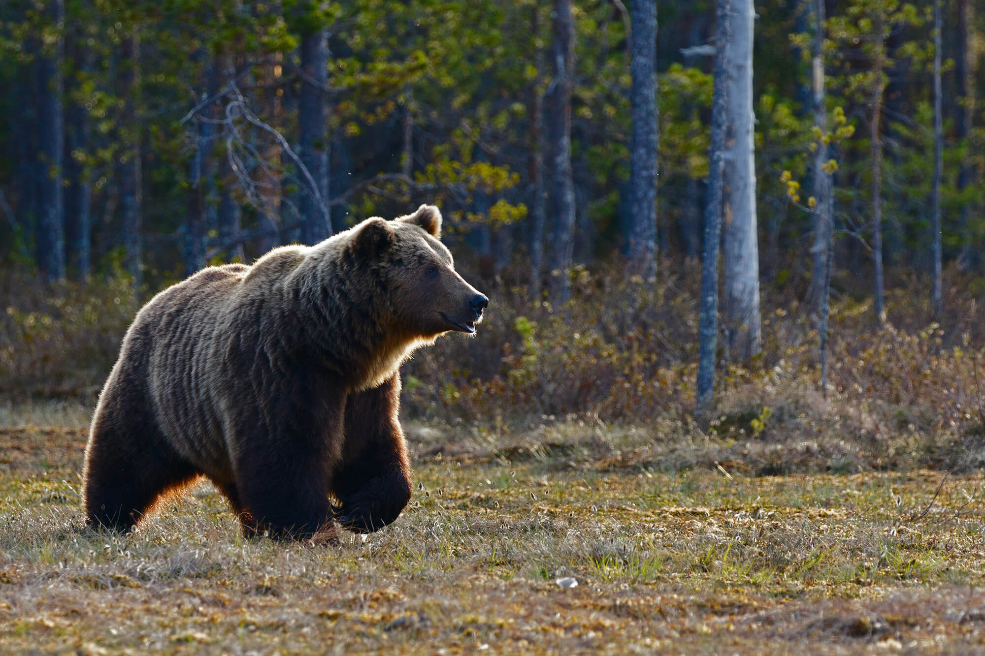 Wilde Tiere Braunbär by Zdenek Machacek