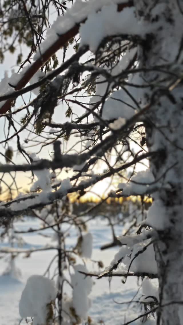 Winter in Lapland doesn’t end with a dramatic finale.

It melts.
Drop by drop.
From branches.
From pine trees.
From heavy pillows of snow slowly turning into water.

There is still snow everywhere.
The landscape is still white.

But suddenly the air smells a little like a new season.

#springinlapland #slowtravel #lapland #visitylläs #finnomenal