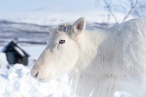Weisses Rentier_Hendrik Morkel Unsplash