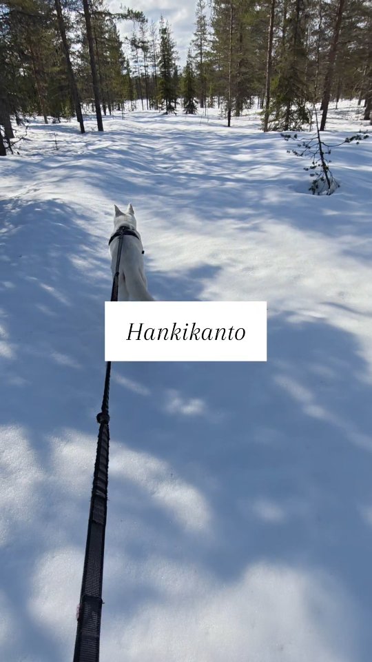 Hankikanto season = walking on top of the snow ❄️✨

There’s a short moment in Lapland when winter changes the rules.
The snow carries you.
No sinking, no struggle. Just light steps across frozen forests and silent fells.
This is hankikanto. When the crust of the snow hardens overnight and turns the whole landscape into your playground.

It feels a bit like cheating winter… in the best possible way.

And it doesn’t last long. A few weeks, sometimes just days.

Have you ever experienced it?

#lapland #finnomenal #hankikanto #yllas #winterwonderland