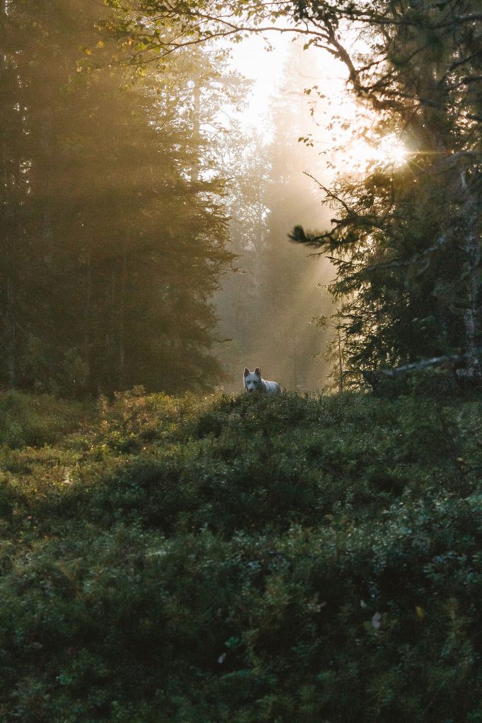 Hippu im Sonnenlicht im Spätsommer in Ylläs Hippu in the golden light of late summer