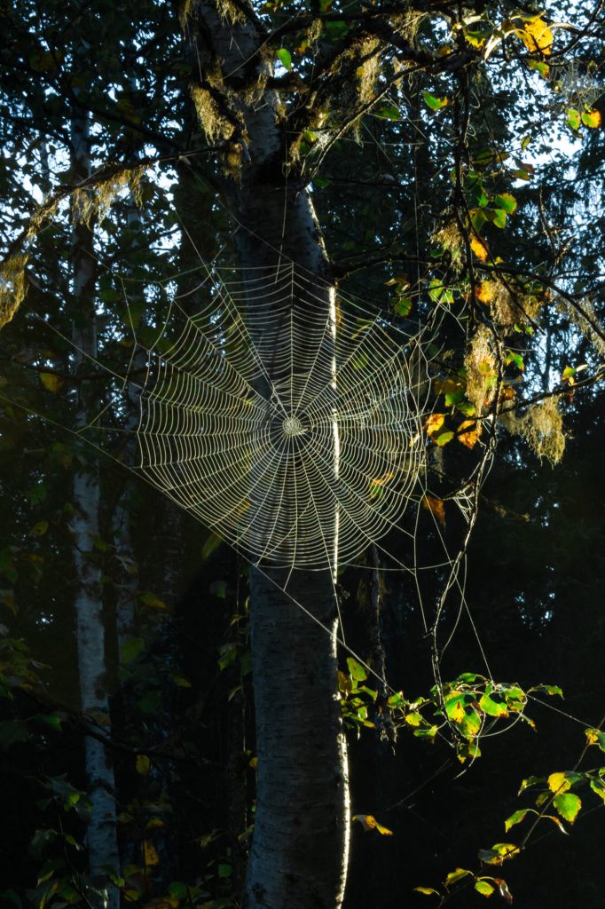 Spinnweben im Spätsommer Spider webs in late summer