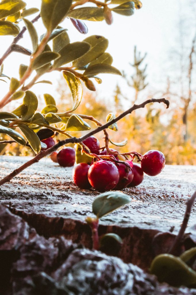 Preiselbeeren