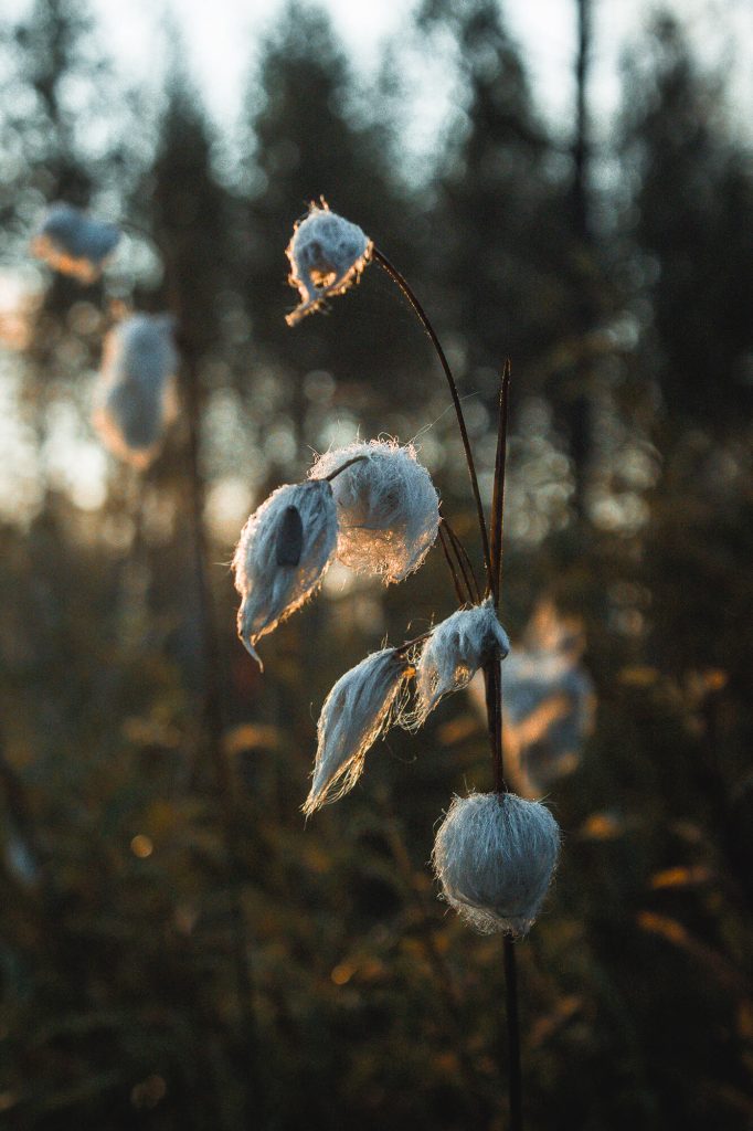 Wollgrass im Spätsommer