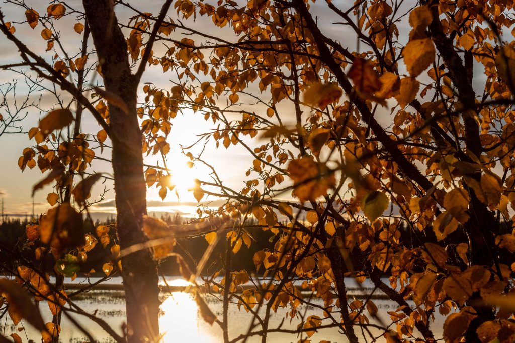 Lake in golden light in Lapland