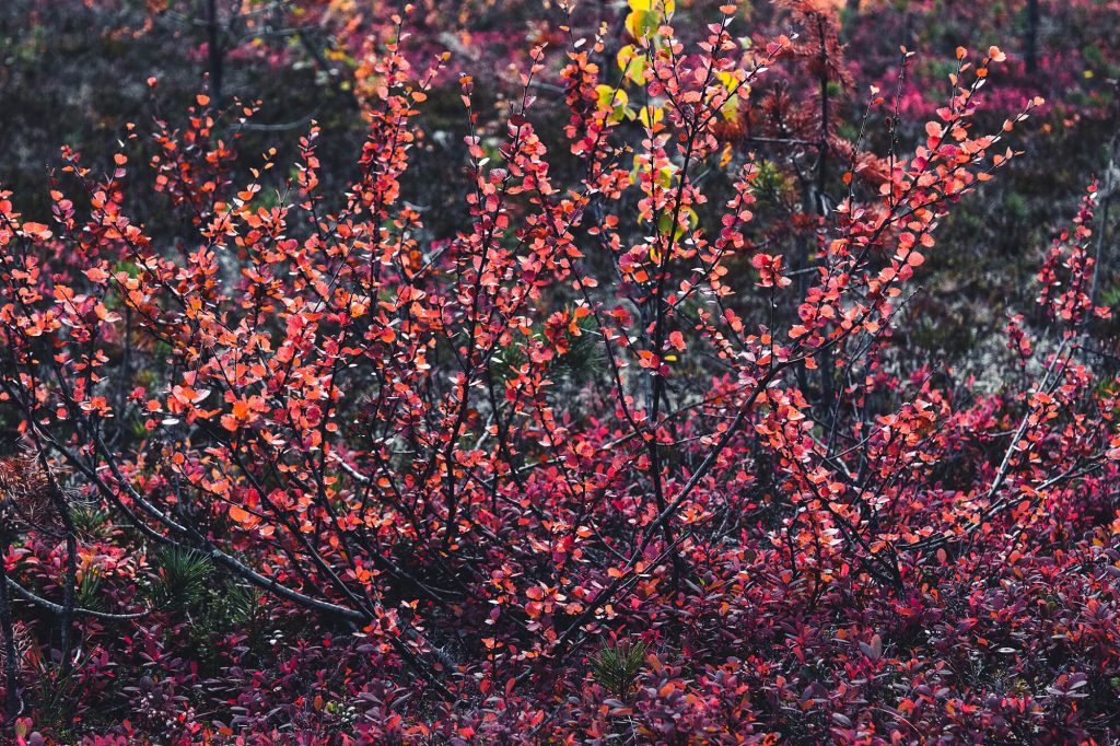 Zwergbirken im Herbstkleid während der Ruska in Lappland