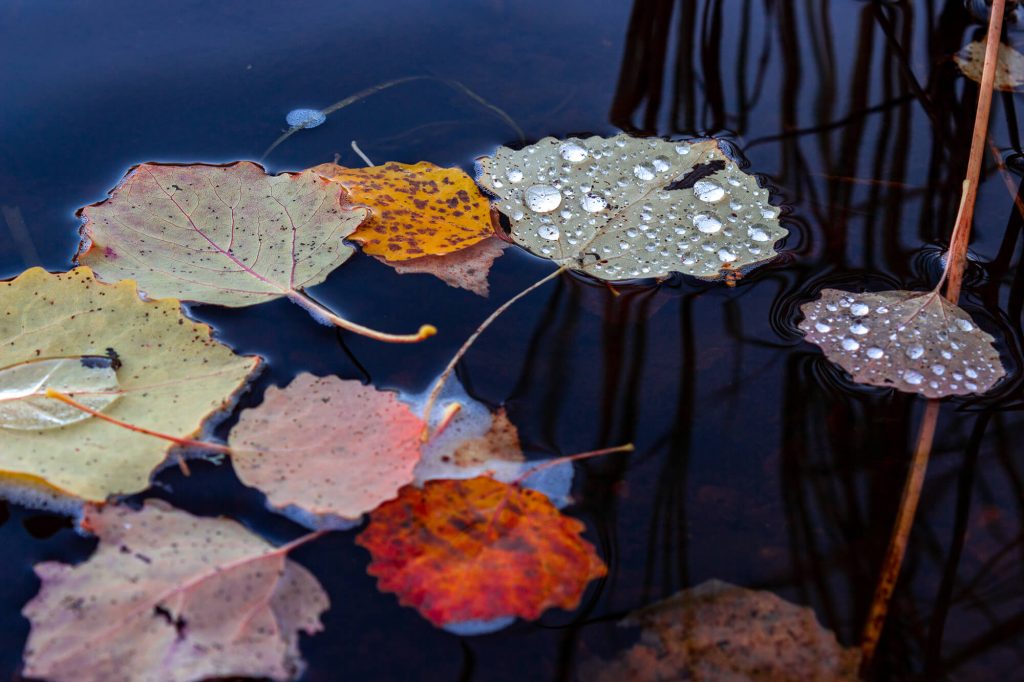 Bunte Blätter im See