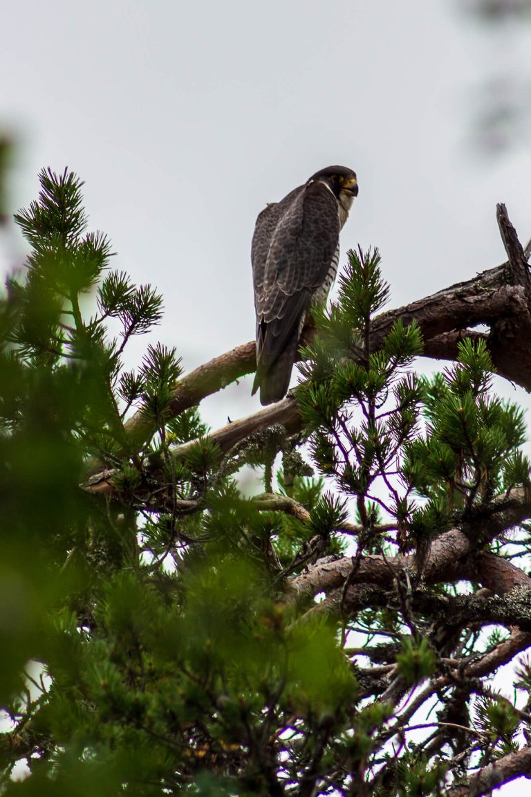 Wanderfalke in Lappland
